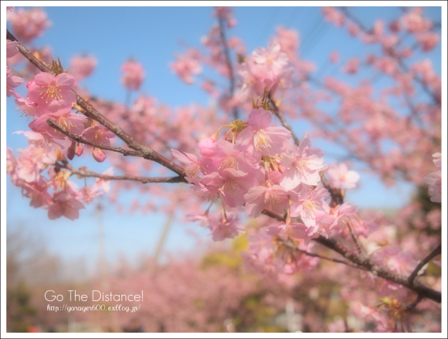 淡桜色～fantastic focus_e0025695_13194716.jpg