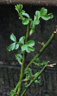 a0123003_21324428.jpg