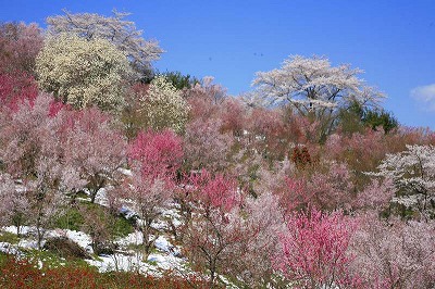 昨年の桜～①福島、三重_a0188405_12202952.jpg