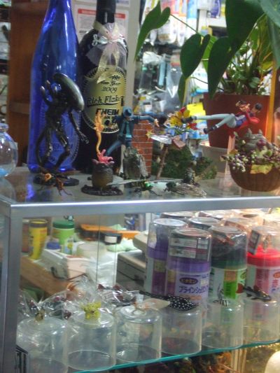 当店は熱帯魚店のはずです・・・たぶん。_a0193105_19346.jpg