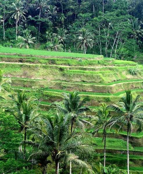 インドネシアの旅 バリ島の棚田 ２．２８ : 写録番外編