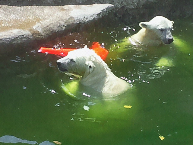 韓国 ソウル動物園がモスクワ動物園よりホッキョクグマ２頭を入手 モスクワ動物園の個体選択 Polarbearology Conjectaneum