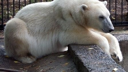 韓国 ソウル動物園がモスクワ動物園よりホッキョクグマ２頭を入手 モスクワ動物園の個体選択 Polarbearology Conjectaneum