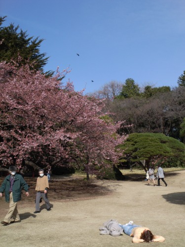 寒桜（新宿御苑）。。_c0142329_1764526.jpg