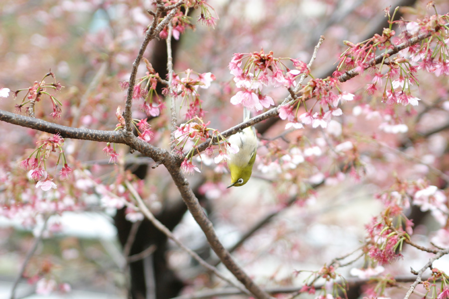 1616日目：寒桜（ココア猫齢1672日＆メイメイ推定猫齢989日）_a0088031_1433982.jpg