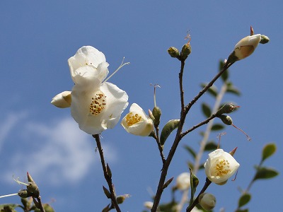 宮崎「椿山森林公園・椿ふれあいまつり」_b0057133_23182949.jpg