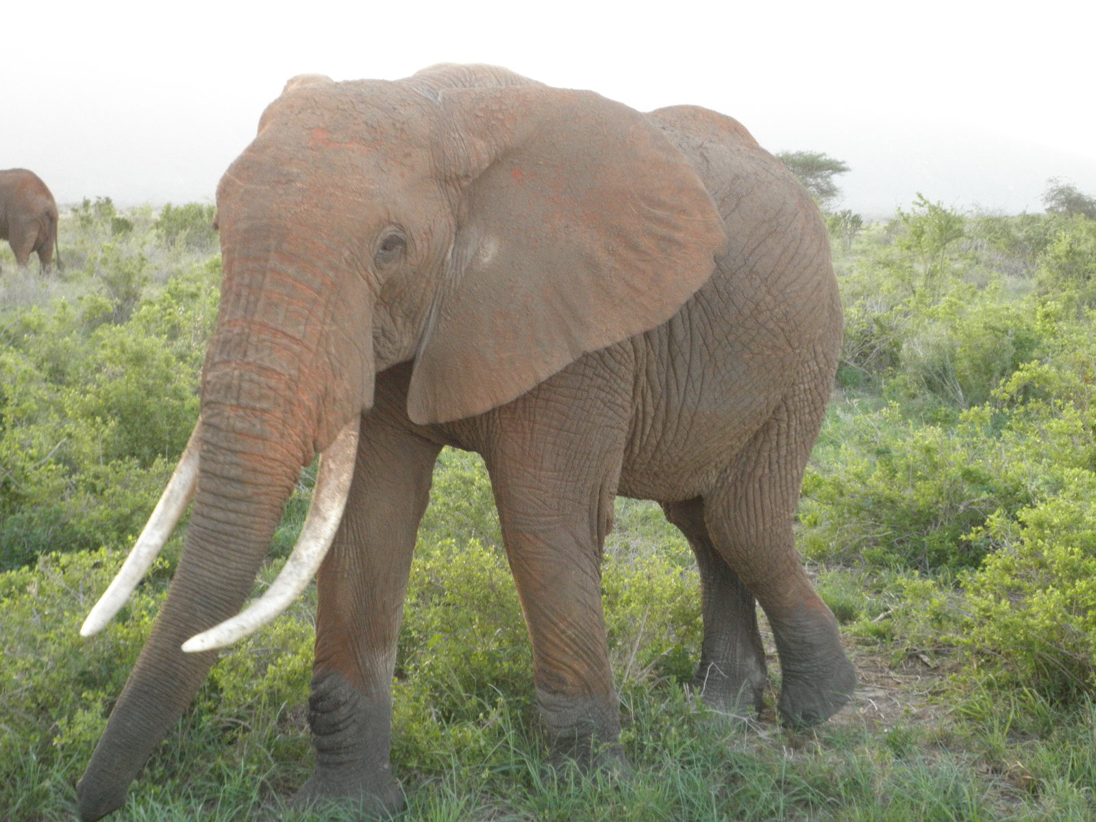 Elephant_f0096734_220184.jpg