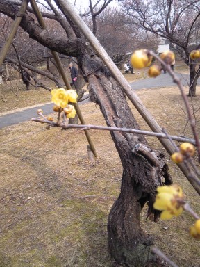 大宮公園 梅が咲いてましたー。_f0214534_16274344.jpg