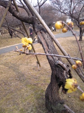 大宮公園　梅が咲いてましたー。_f0214534_16274344.jpg