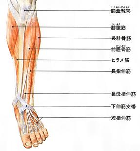 前脛骨筋 筋肉痛 The Life Of Worldly Desires 前脛骨筋 筋肉痛 The Life Of Worldly Desires