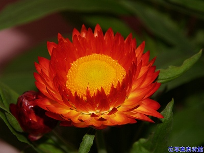 美しい花の画像 驚くばかり花 ヘリクサム