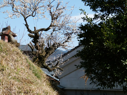 鶴島御前山（４８４ｍ）と桂川の川べりで　2011.2.27_c0055946_10311567.jpg