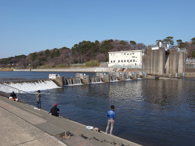 多摩川日記 「静かな堰」_f0196649_18574272.jpg