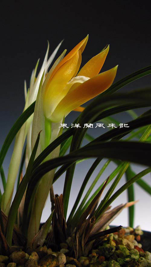日本春蘭「地球宝」　　　　　　　　　　　　　　　　　　　Ｎｏ．９５３_d0103457_23561973.jpg