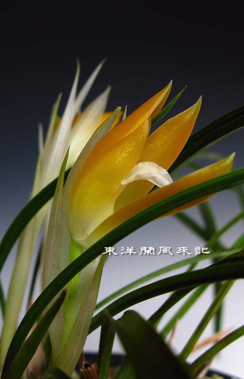 日本春蘭「地球宝」　　　　　　　　　　　　　　　　　　　Ｎｏ．９５３_d0103457_23563678.jpg