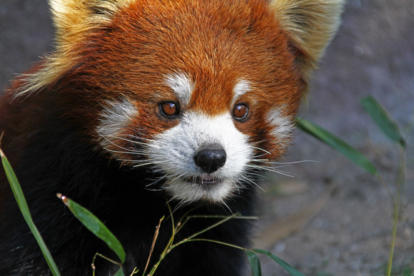 上海動物園　其の２　レサパン_b0207658_19404338.jpg