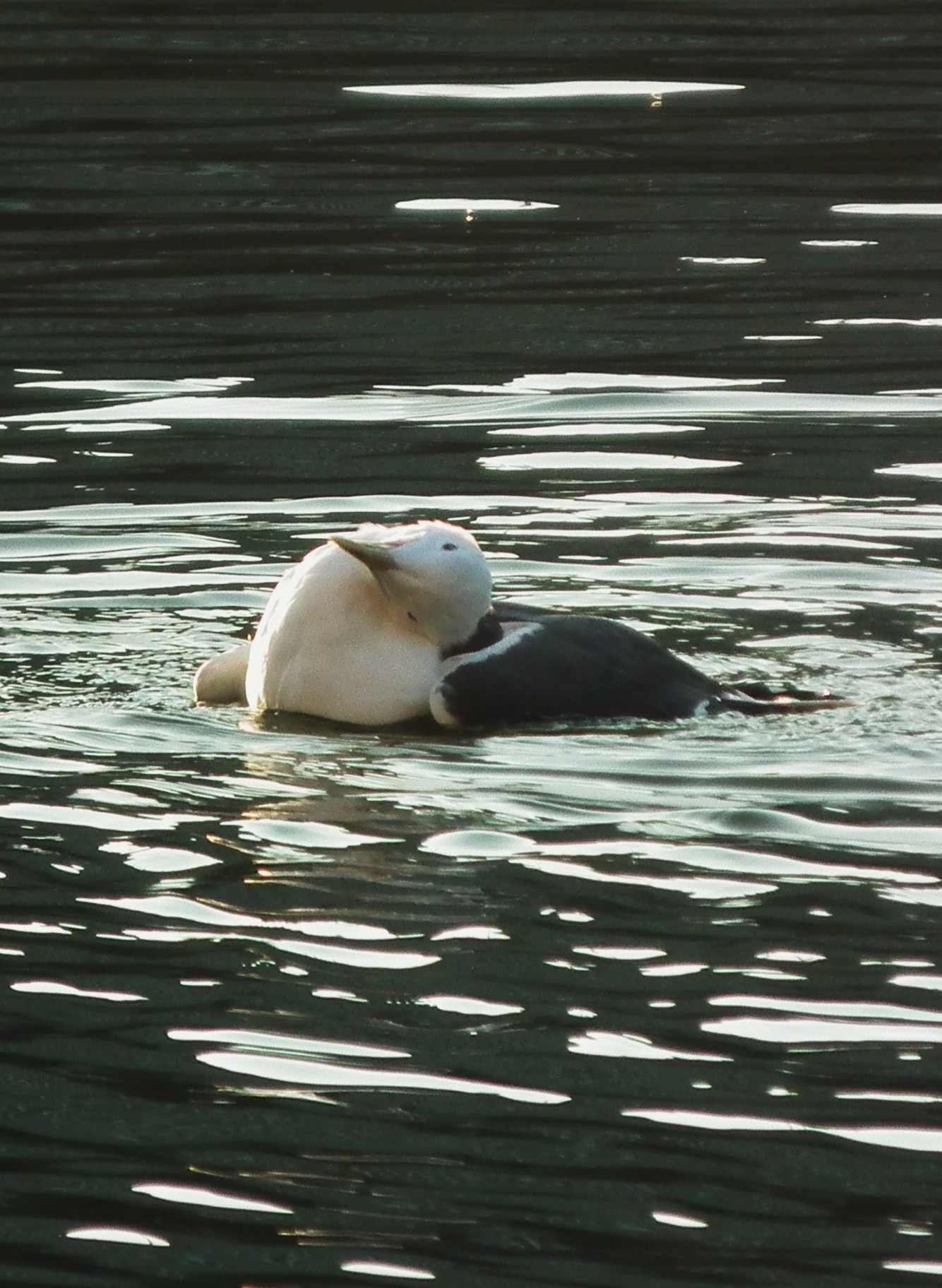 e0064158_15317.jpg