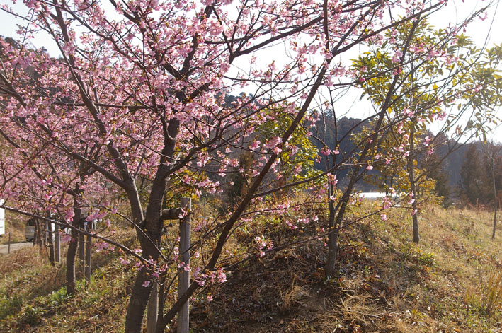 六国見山のカワズザクラ満開、自宅の紅梅も（11・2・27）_c0014967_121041.jpg