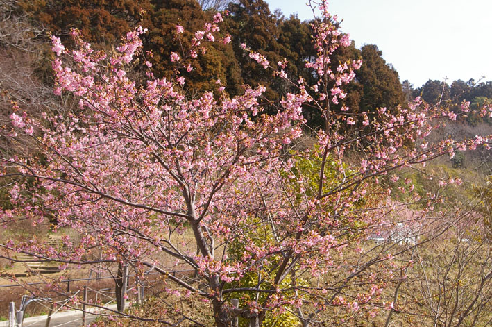 六国見山のカワズザクラ満開、自宅の紅梅も（11・2・27）_c0014967_12105061.jpg