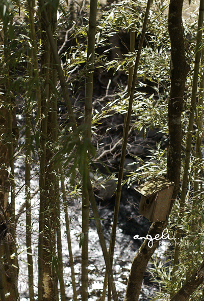 f0227975_8523797.gif