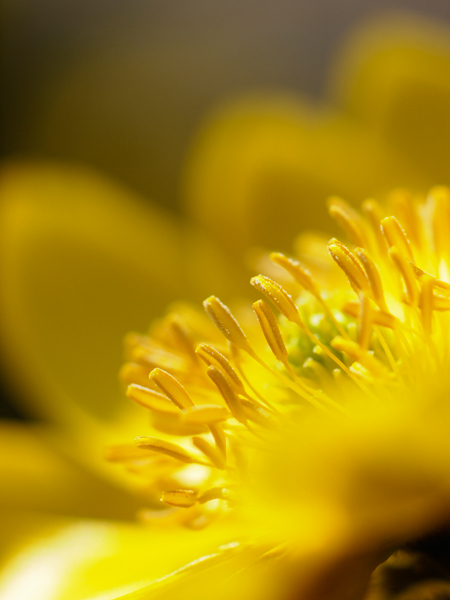 神代植物園 早春の花便り~福寿草~_a0161380_22154367.jpg