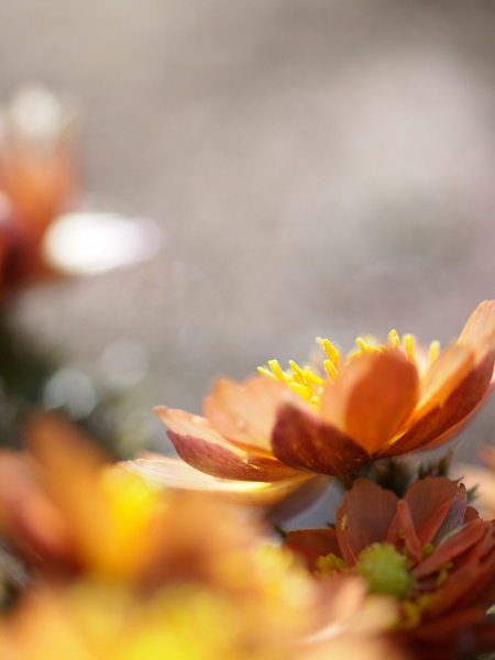 神代植物園 早春の花便り~福寿草~_a0161380_22225729.jpg