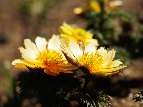 神代植物園 早春の花便り~福寿草~_a0161380_222614.jpg