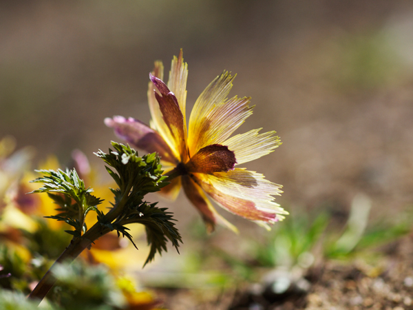 神代植物園 早春の花便り~福寿草~_a0161380_2227271.jpg