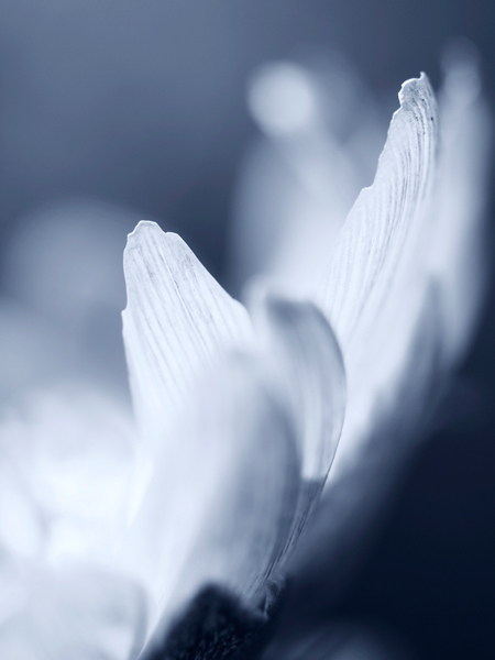 神代植物園 早春の花便り~福寿草~_a0161380_22283876.jpg