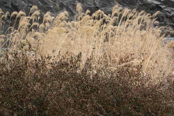 辰山植物園 ー 冬のススキ Mindscape