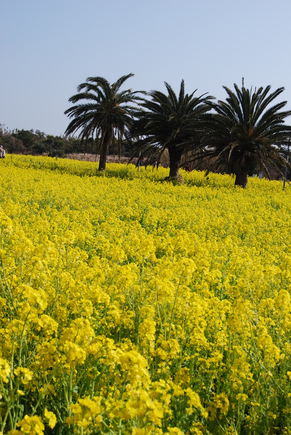 ２月　２８日　菜の花だらけ。_c0092787_1017799.jpg