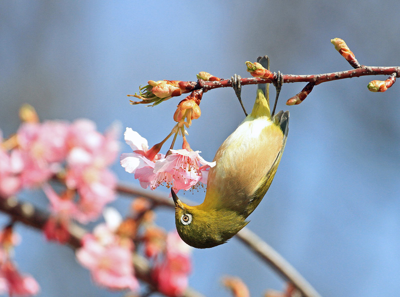 河津桜に蝶やミツバチが＞ん？とメジロくん♪_d0195897_18112046.jpg