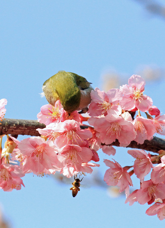 河津桜に蝶やミツバチが＞ん？とメジロくん♪_d0195897_1873913.jpg