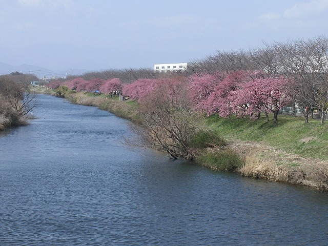 田宿川・滝川・沼川のお花見ウォーク　その2_f0141310_6594512.jpg