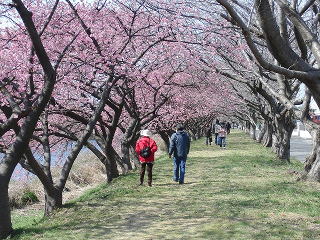 田宿川・滝川・沼川のお花見ウォーク　その2_f0141310_70048.jpg