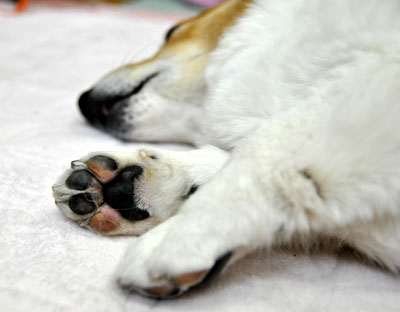 爪切りなど_d0102523_1412028.jpg