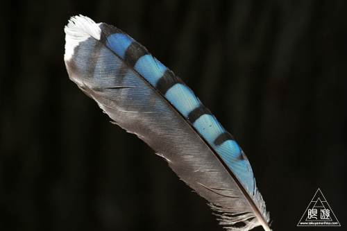 092 Southern Ontario ~ワキ家とフィッシング~_c0211532_20203695.jpg