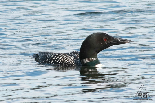 092 Southern Ontario ~ワキ家とフィッシング~_c0211532_20253775.jpg