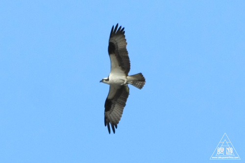 092 Southern Ontario ~ワキ家とフィッシング~_c0211532_21172923.jpg