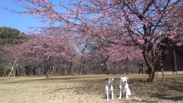 「愛犬の為の飼い主トレーニング教室」始めます_c0099133_12224661.jpg