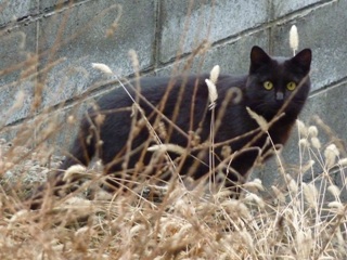 そと猫のお友だち きょんちゃん編。_a0143140_22244170.jpg