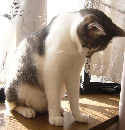 腹が立つこと、2件_f0002743_14492961.jpg