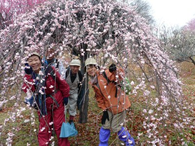 敷島梅の里は今見ごろ_f0019247_08342.jpg
