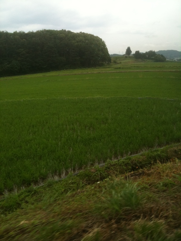 福島のお米_f0184247_2081481.jpg