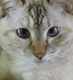 b0151748_12595934.gif