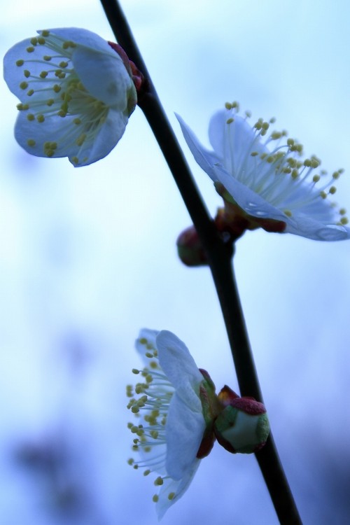 植物に春を感じて_b0123359_14353889.jpg