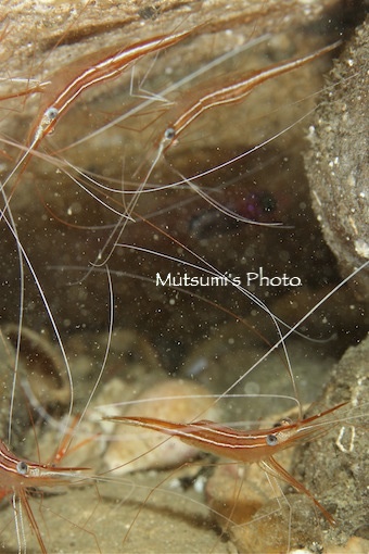 2011.02.27 Sun. みなべ・田辺_e0158261_536062.jpg