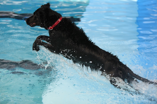 2011　Ｗｏｏｆ　ＰＯＯＬの巻_c0134862_1265227.jpg