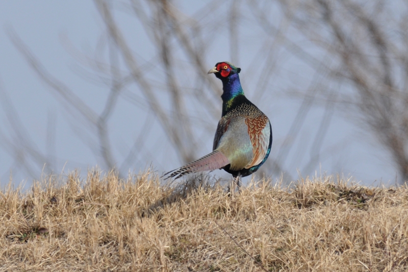 鳥さん１２種_f0053272_22102292.jpg