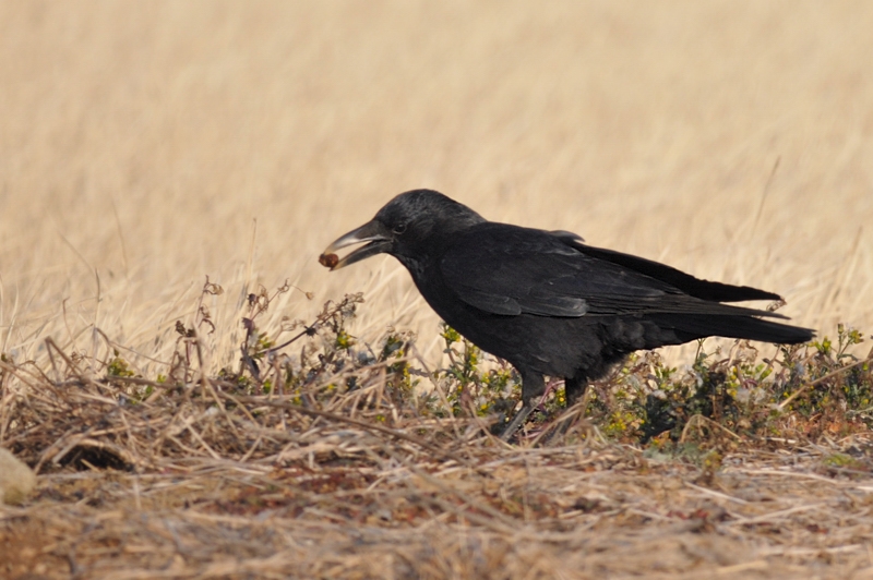 鳥さん１２種_f0053272_22185429.jpg